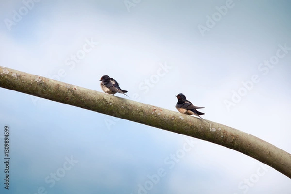 Obraz Schwalben auf einer Metallstange