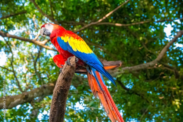 Fototapeta Scarlet macaw (Ara macao) also know as red-and-yellow macaw, red-and-blue macaw or red-breasted macaw, in a rainforest sanctuary in Cartagena, Colombia