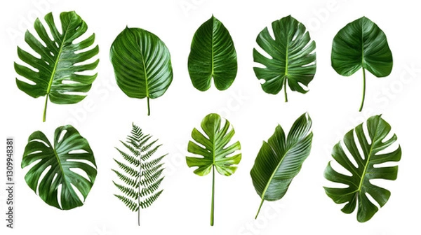 Fototapeta Collection of Various Amazon Rainforest Plant Leaves on Transparent Background. Amazon Rainforest Leaves Collection