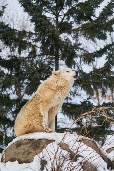 Obraz シンリンオオカミの遠吠え
