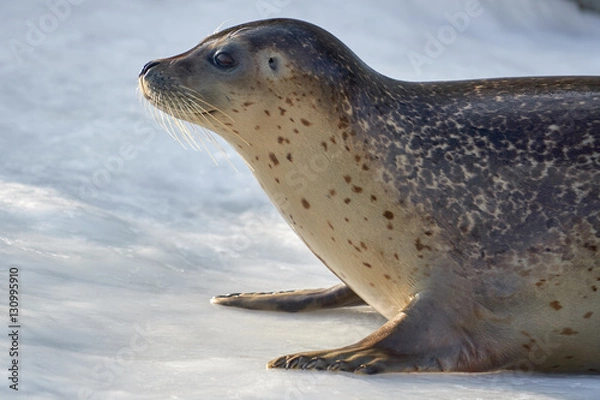 Obraz 氷の上のゴマフアザラシ
