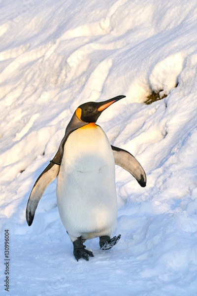 Obraz 雪の上を散歩するコウテイペンギン

