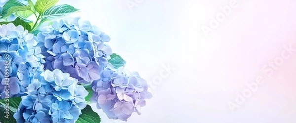 Obraz Soft blue hydrangeas with a white gradient background space