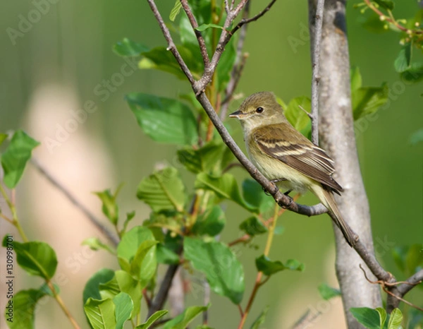 Fototapeta Least Flycatcher
