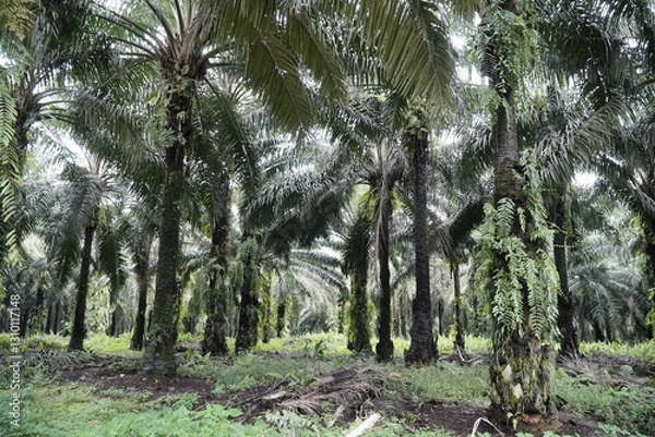 Obraz palm trees in the forest
