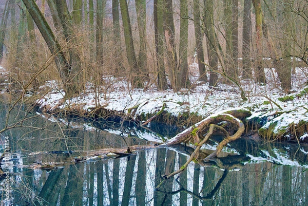 Fototapeta Poznań, Cybina River Valley, protected nature area covered with lush vegetation, hills and water, views in winter