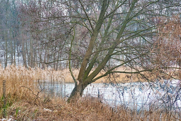 Fototapeta Poznań, Cybina River Valley, protected nature area covered with lush vegetation, hills and water, views in winter
