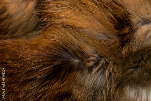 Fototapeta Classy and luxurious red fox fur