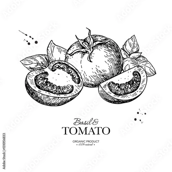 Fototapeta Tomato with basil leaves vector drawing. Whole and sliced tomatoes with basil branch sketch. Hand drawn illustration.