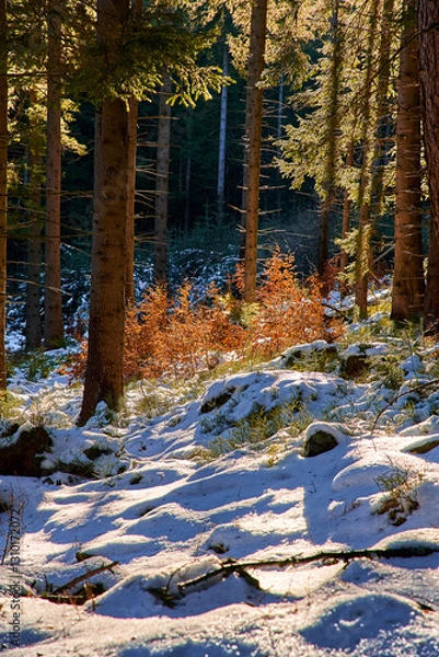 Fototapeta Sunny coniferous forest in snowy mountains, amazing landscape. Vertical frame