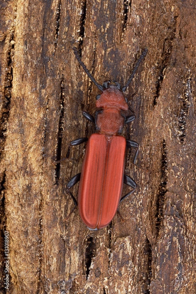 Fototapeta Beetle Cucujus cinnaberinus on the bark