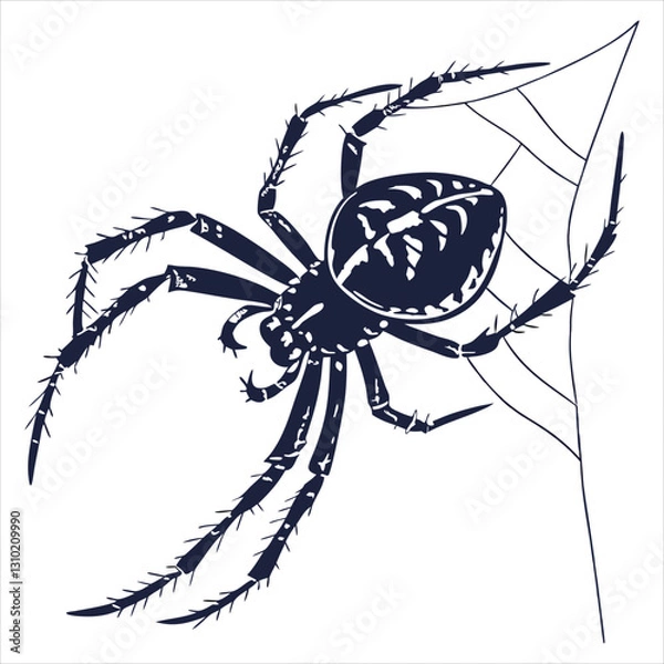 Obraz silhouette spider on white background 