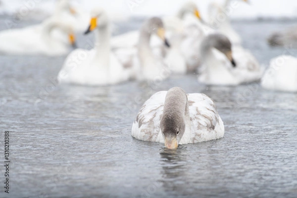 Fototapeta drinking young swan and flock