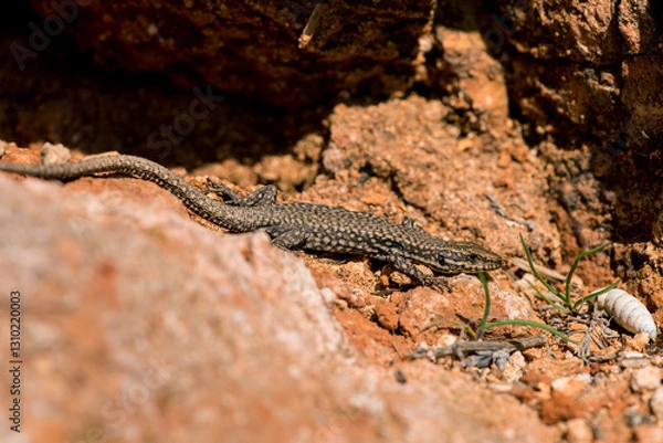 Obraz A moralis lizard sunbathing on the rocks. Selective focus. Copy space.