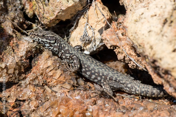 Obraz A moralis lizard sunbathing on the rocks. Selective focus. Copy space.