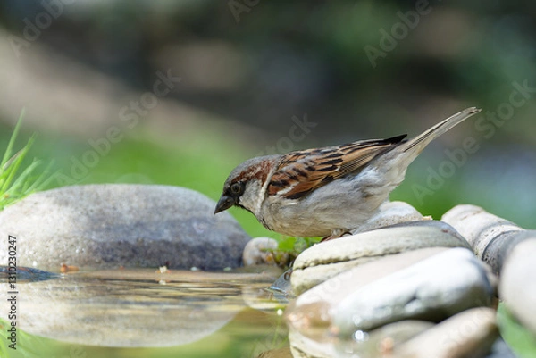 Fototapeta House sparrow, male on stones at a bird watering hole. Czechia.