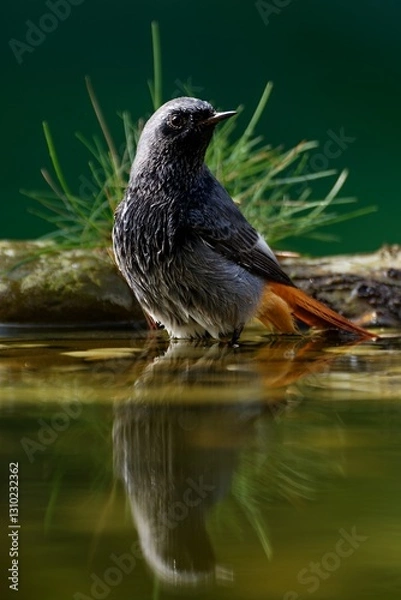 Fototapeta  Male black redstart - Phoenicurus ochruros- standing in water. Reflection on the water. Czechia.