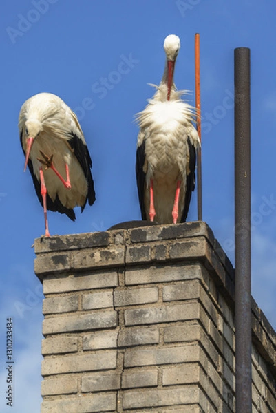 Fototapeta  Two storks clean their feathers on the chimney of a family house. Czech Republic.