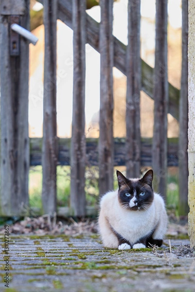 Fototapeta A cat in front of a fence