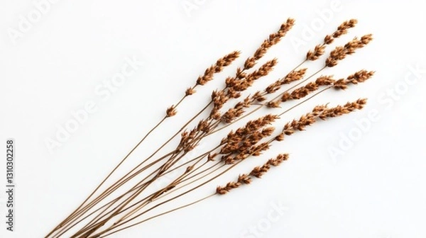 Fototapeta Professional Top View of Small Delicate Dry Flowers on Long Stem