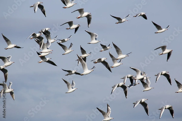 Fototapeta A flock of seagulls in flight. The island of Cyprus.