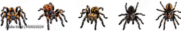 Fototapeta Spider on transparent background collection set