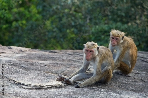 Fototapeta mother and baby monkey on pidurangala rock, sri lanka