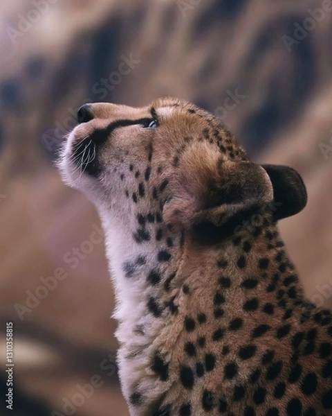 Obraz The cheetah has a slender body and long legs, which allow it to reach high speeds. 