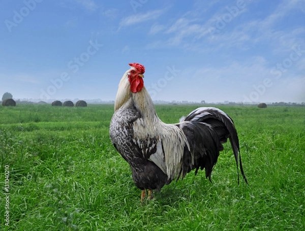 Fototapeta петух на фоне зелёного поля