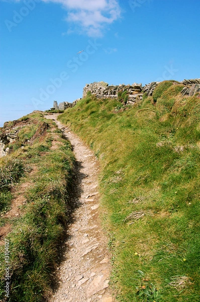 Obraz A path through the grass