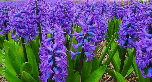 Fototapeta Hyacinths MINOS in a field close-up. Field of blue hyacinths. Hyacinth season in the Netherlands