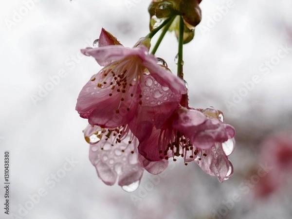 Fototapeta 河津桜