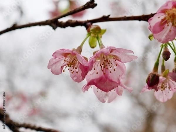 Fototapeta 河津桜