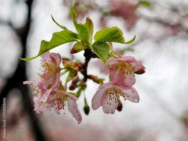 Fototapeta 河津桜