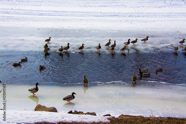 Fototapeta winter swim