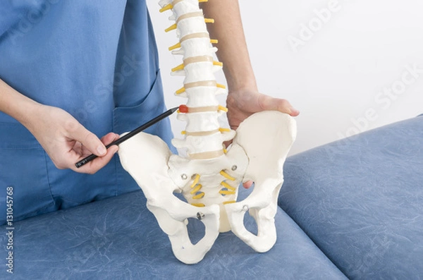 Fototapeta Doctor with a pen showing a hernia in a skeleton to a patient.