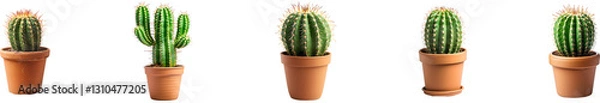 Obraz Cactus plant on transparent background collection set