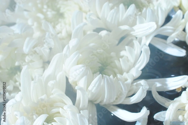 Fototapeta 白菊　菊　花手水　花