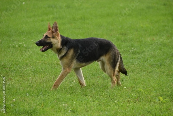 Obraz german shepherd puppy