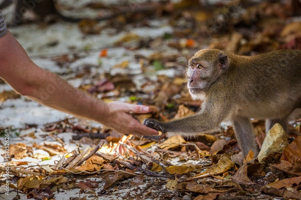 Obraz Man feeding a monkey