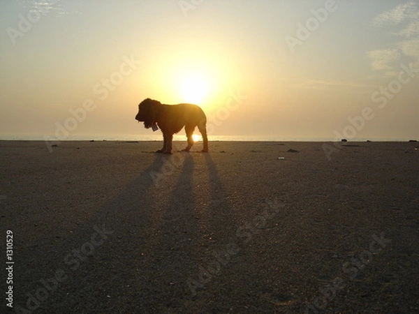 Fototapeta chien en contre jour