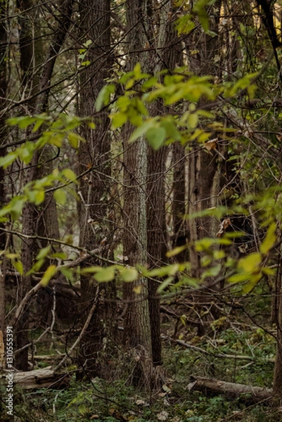 Fototapeta forest in spring