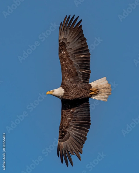 Fototapeta eagle in flight