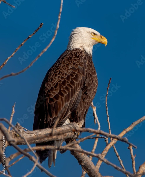 Fototapeta bald eagle
