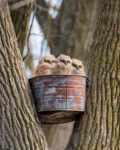 Fototapeta Young owls