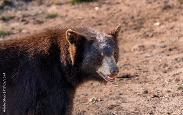Fototapeta black bear cub