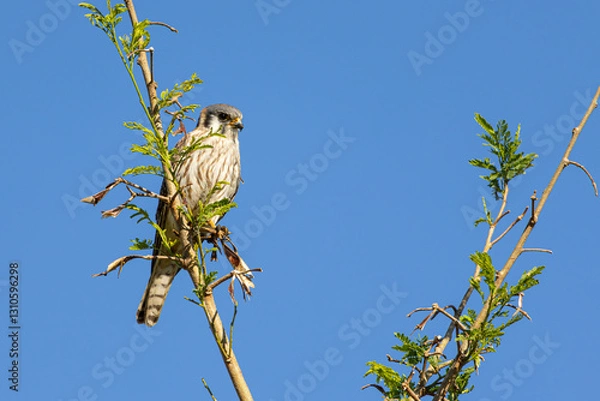 Obraz Hawk on a branch waiting for prey