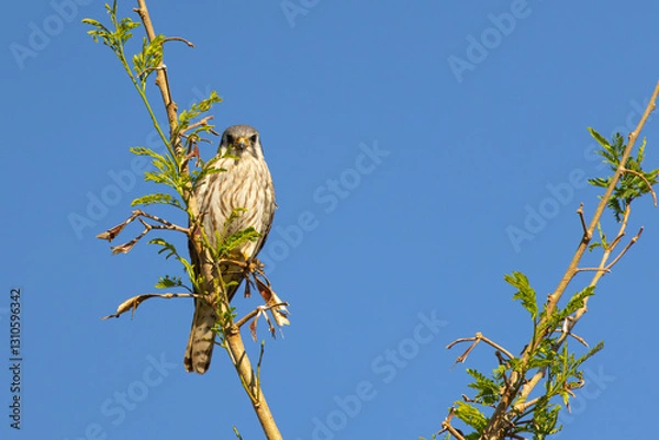Obraz Hawk on a branch waiting for prey