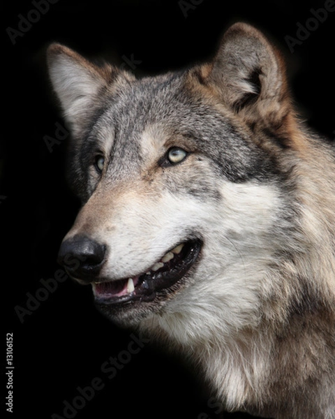 Obraz Gray wolf Portrait isolated on black