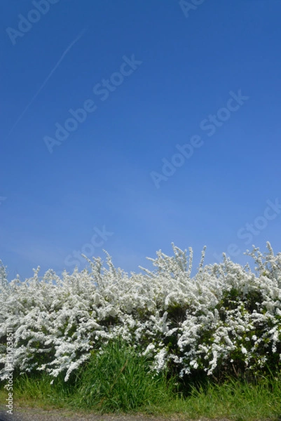 Fototapeta ユキヤナギ